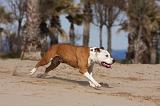 AMSTAFF ADULT 163